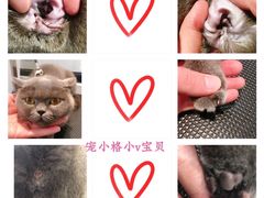 -宠小格时尚宠物生活馆(唐镇店)