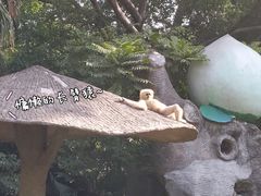 -深圳野生动物园