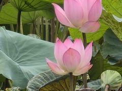 -荔湾湖公园
