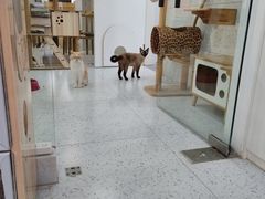 -喵园·猫主题咖啡厅·撸猫·猫咖(国贸店)