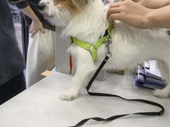 -博特宠物医院24h犬猫全科.骨科·异宠