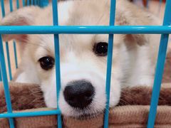 -翊宠yipet猫狗购宠庄园犬舍•猫舍