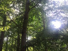 -白水寺森林公园