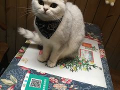 -猫色咖啡·猫咖