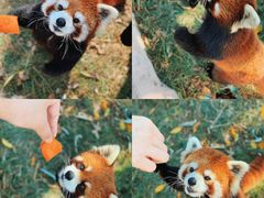 -灵玲国际马戏城