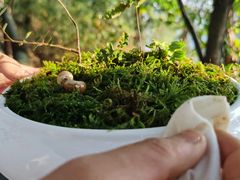 -铁山坪森林公园