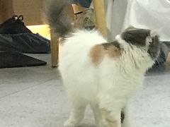 -喵园·猫主题咖啡厅·撸猫·猫咖(国贸店)