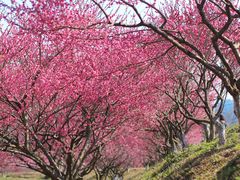 -杭州植物园