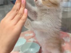 -COLOR PETS 撸猫馆·购猫·猫咖(长风大悦城店)