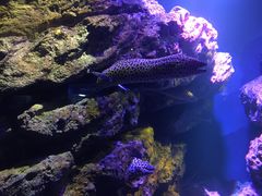 -暹罗海洋世界