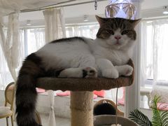 -共舞时光猫咖·狗咖(新街口店)