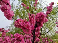 -北京西山国家森林公园