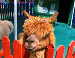 -萌宠亲子动物乐园(槐房万达店)