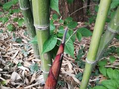 -竹泉村旅游度假区