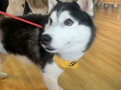 -Husky Go! 哈士奇体验馆·宠物咖啡厅狗咖