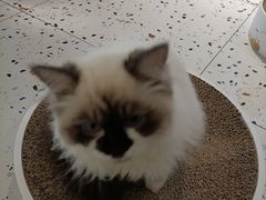 -喵喵咪呀布偶猫咖(春熙路店)