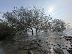 -宝安西湾红树林湿地公园