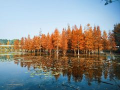 -白鹭湾湿地公园