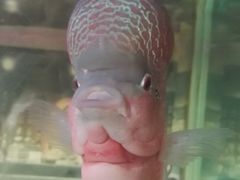 -吴哥国家博物馆