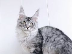-十年猫舍·猫咪专门店(普陀店)