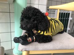 -蜜蜂小象·榴莲千层蛋糕(时代汇11栋店)
