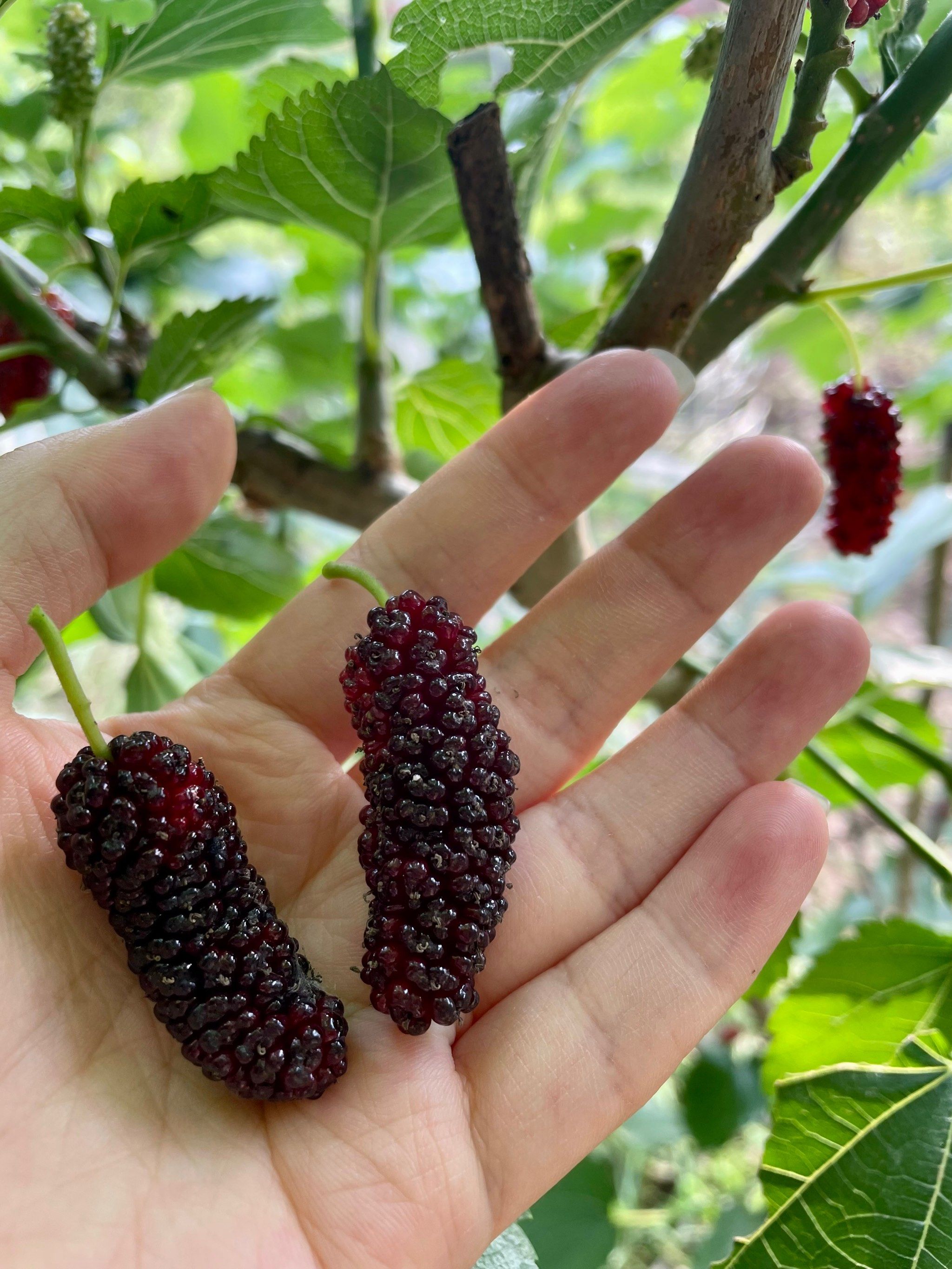 五一不就是要去摘桑葚0869♀15