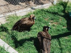-西霞口神雕山野生动物世界