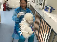 -瑞派·关忠动物医院·异宠专科·犬猫肿瘤·皮肤专科(望京店)