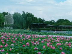 -荷花公园
