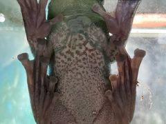 -上海大自然野生昆虫馆(东方明珠·爬宠昆虫探索中心)