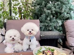 -萌宠之家·腊肠犬·马尔泰·小体犬舍