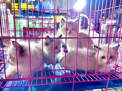 -中环花鸟鱼虫市场
