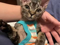 -山宅一喵德文卷毛猫舍