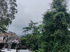 -莫里热带雨林景区