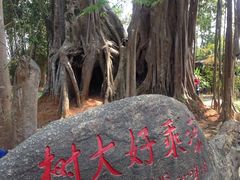 -瑞丽独树成林风景区