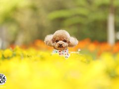 -超宠爱宠物摄影-Super pet