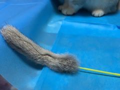 -关爱宠物医院·猫科中心·消化科(滨湖万达分院)