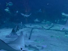 -烟台海昌鲸鲨海洋公园