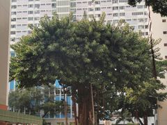 -彩虹村