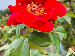 -亚龙湾国际玫瑰谷