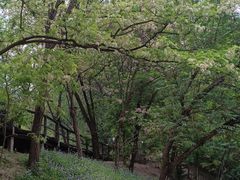 -银树楼(紫玉山庄东区店)