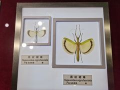 -上海昆虫博物馆