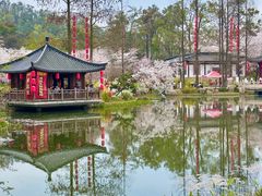 -东湖磨山景区樱花园-停车场