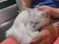-飞行喵MR PILOT|猫舍·猫咖(静安大融城店)