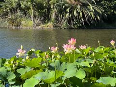 -墨尔本皇家植物园