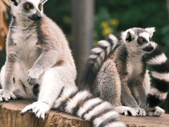 -云南野生动物园