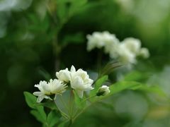 -南门头上美食街