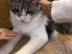 -1013 PET SHOP精品宠物商店(丁香店)