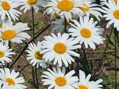 -汉长安城未央宫国家考古遗址公园