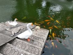 -豫园湖心亭茶楼